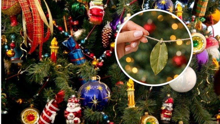 Повесьте лавровый лист на ёлку - и деньги придут в 2026 году: древнее поверье, которое до сих пор работает