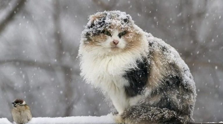 Что нас ждет в понедельник: порывистый ветер и мокрый снег