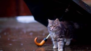 Поправки в Закон об образовании: как изменится система классов и зарплаты учителей