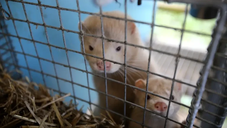 Польша ставит точку в меховом бизнесе: полный запрет на разведение лис и норок для меха