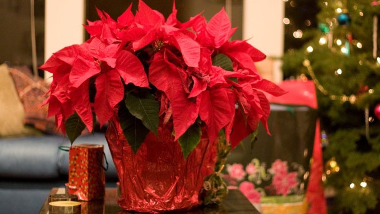 Пуансеттия притягивает деньги или любовь? Фэншуй объясняет, куда её ставить
