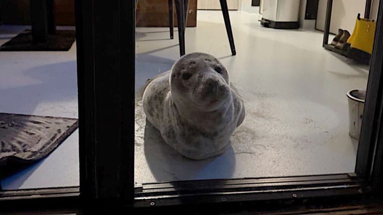 В Новой Зеландии тюлень зашел в крафтовый пивной бар - выдворить животное смогли только спасатели