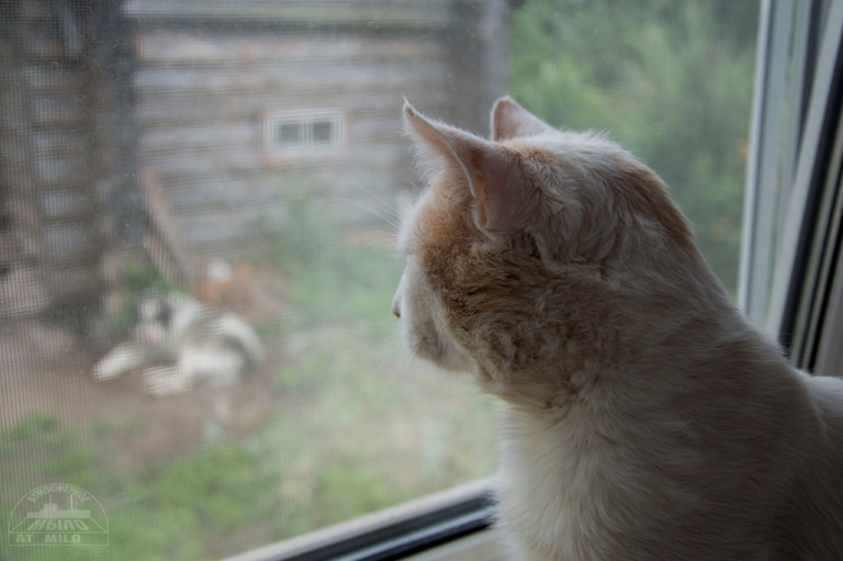 Не по-декабрьски: в субботу ожидается пасмурный и необычно тёплый день