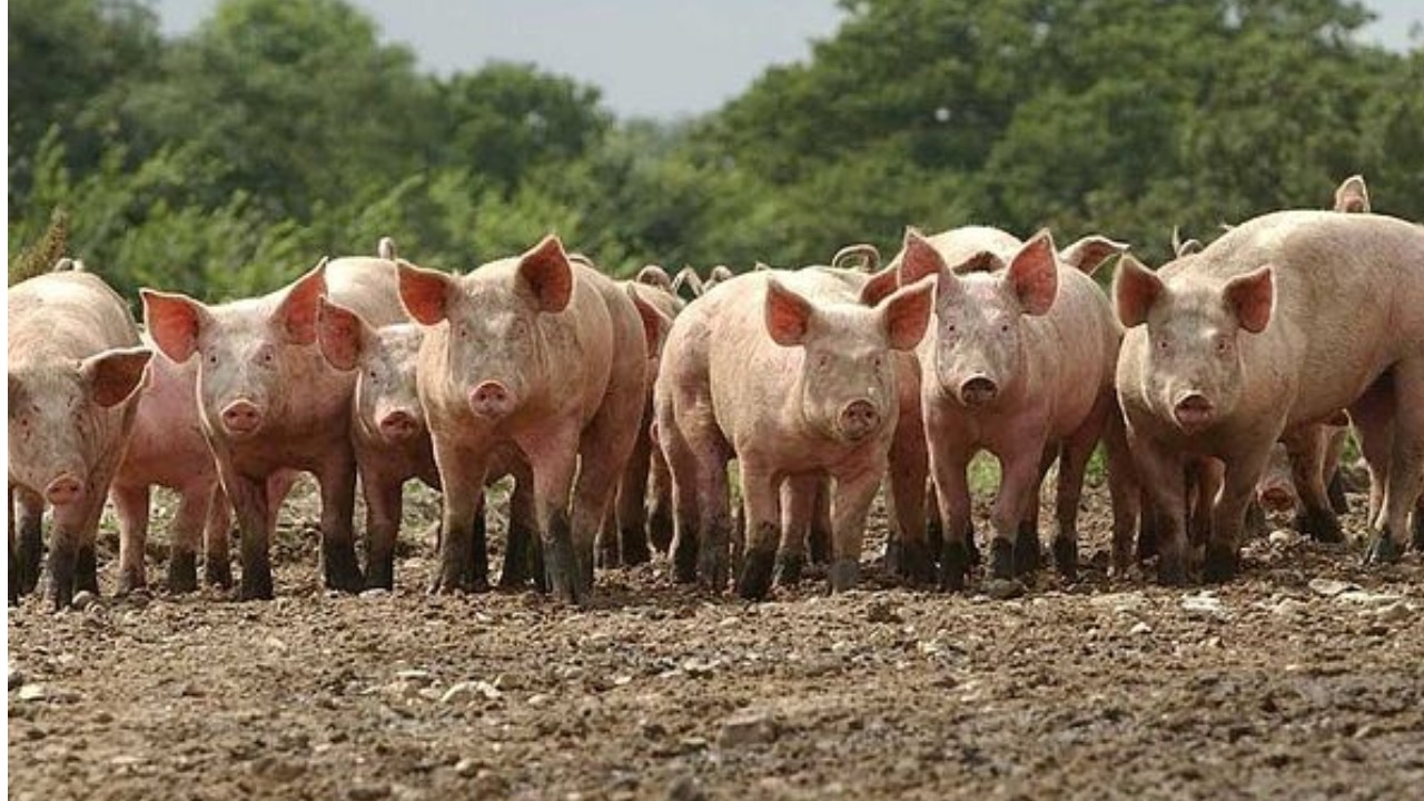 Три миллиона погибших свиней: африканская чума распространяется по Евросоюзу