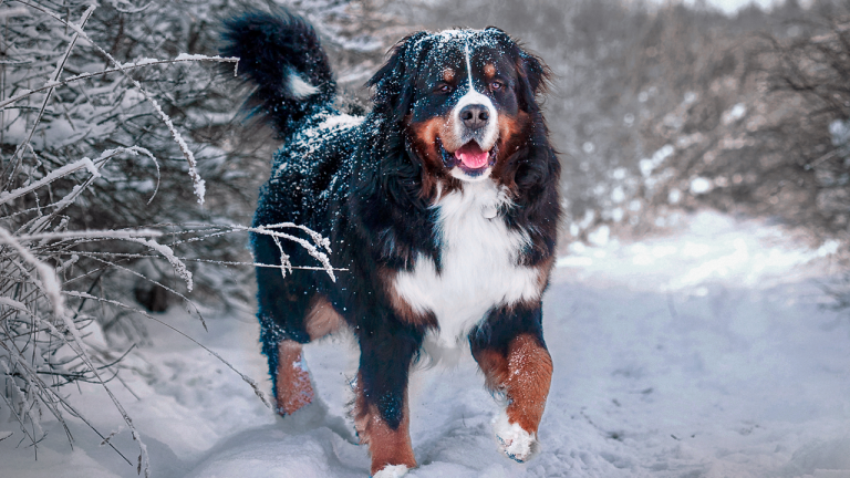 В Хельсинки изучают, как влияет дорожная соль на лапы собак