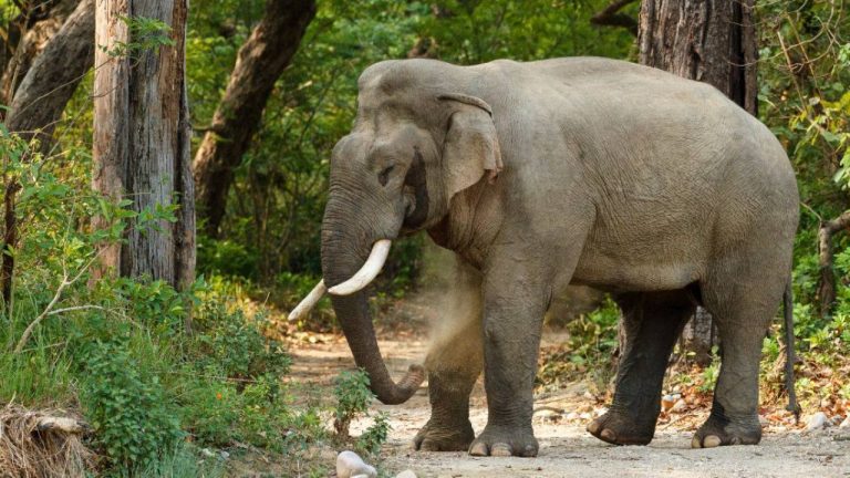 В Индии агрессивный дикий слон за девять дней убил 17 человек