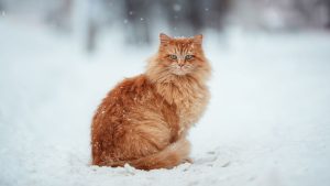 Похолодало - и в два раза подорожало электричество в Латвии