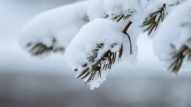 Погода на среду: морозно, местами - поземка и метель