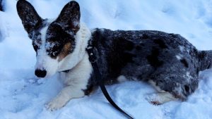 Более 400 штрафов за год и долг в 80 тысяч евро: как живет главный нарушитель ПДД в Латвии