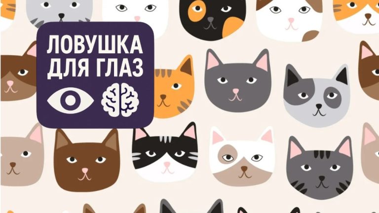 Оптическая иллюзия с множеством кошачьих мордочек, среди которых нужно найти кошку с носом в форме сердечка