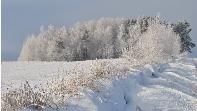 Зимний пейзаж в Латвии с ясным небом и морозной погодой — иллюстрация к прогнозу о похолодании до –20 градусов