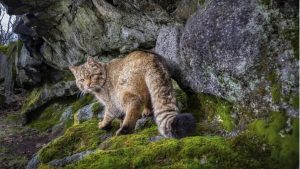 OpenAI начнет показывать рекламу в бесплатных версиях ChatGPT