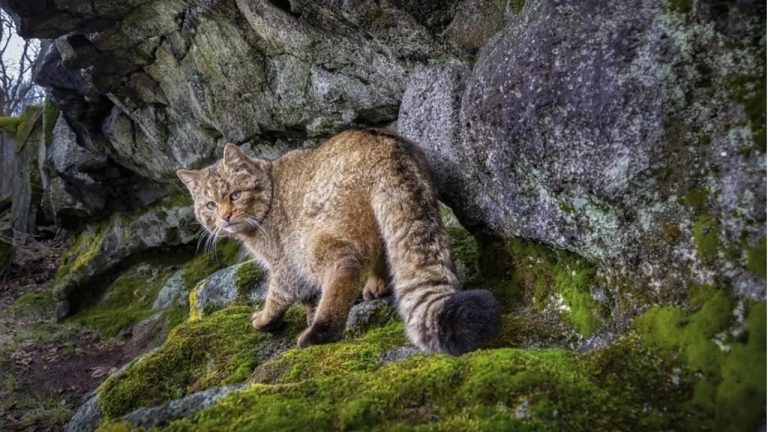 Тысячи хищных лесных котов захватили леса Европы