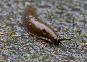 Причины пожара в многоквартирном доме в Крусткалны пока не установлены