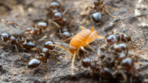 AirBaltic попал в рейтинг самых надежных авиаперевозчиков мира