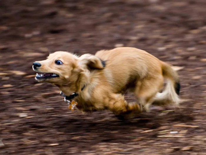 Зуми и фрап: почему ваш пес внезапно превращается в гоночный болид