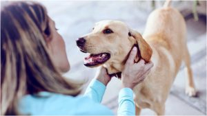 Собака смотрит на человека с доверием и теплом — символ безусловной любви и эмоциональной связи.