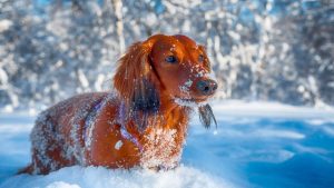 Переломы и по четыре скорых за день на популярной горке в Риге