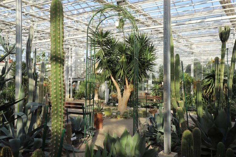 Национальному ботаническому саду - 70: программа мероприятий и секреты суккулентов