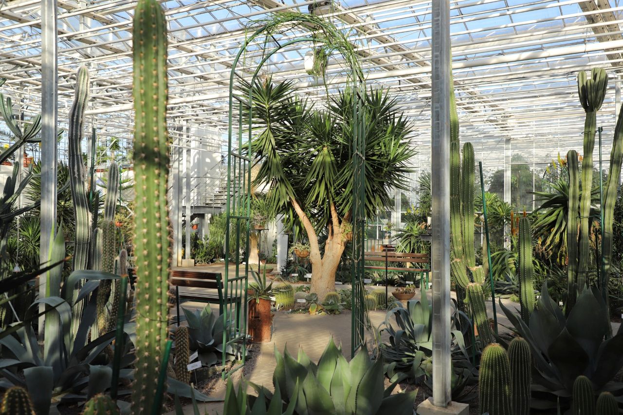 Национальному ботаническому саду - 70: программа мероприятий и секреты суккулентов