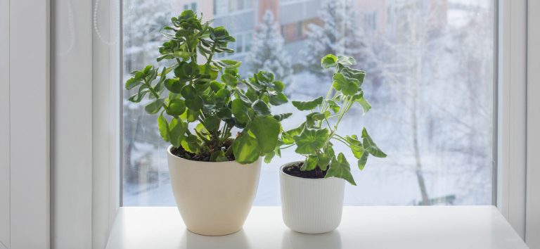 Зимний уход за растениями или как не погубить зеленых друзей в январе