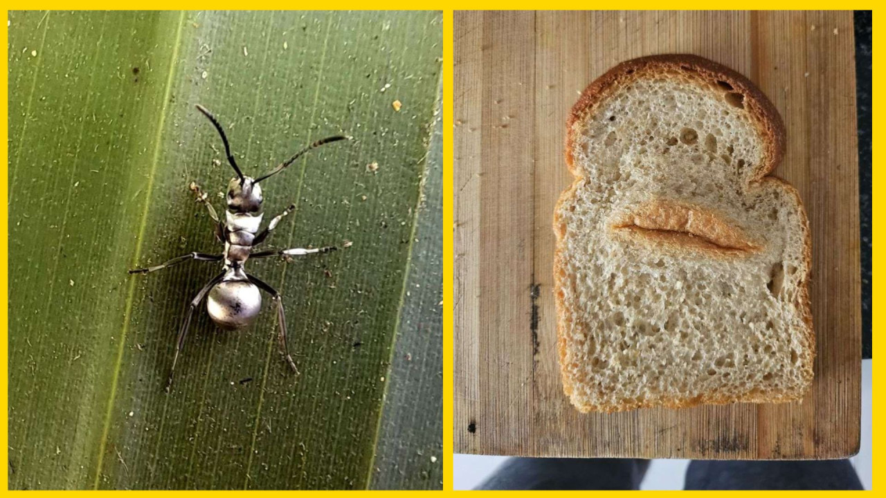 Сюрреализм в деталях: 17 кадров меняющих привычную оптику