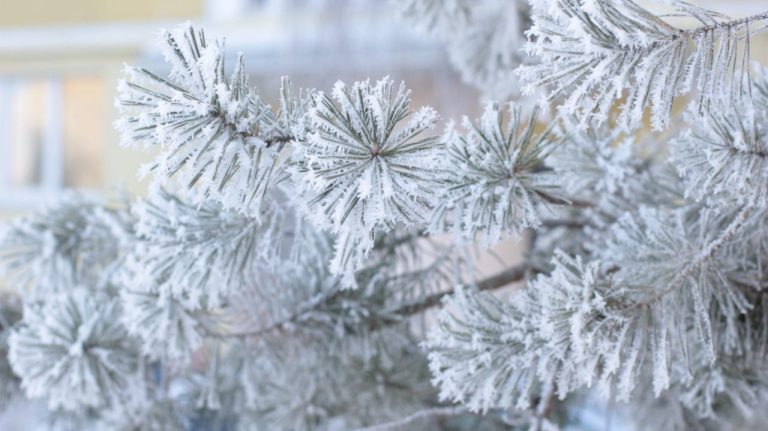 Синоптики предупреждают: ночью ожидается сильный мороз до - 23 градусов