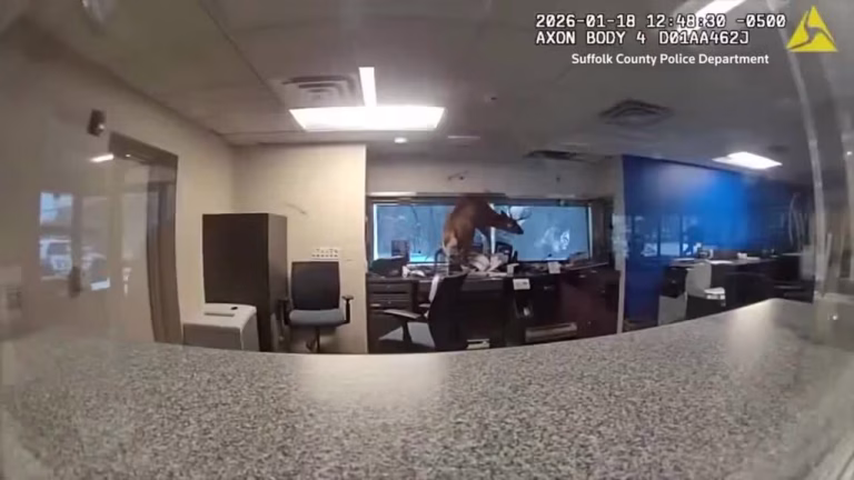 Необычное «ограбление»: олень ворвался в банк в Нью‑Йорке и вызвал полицию