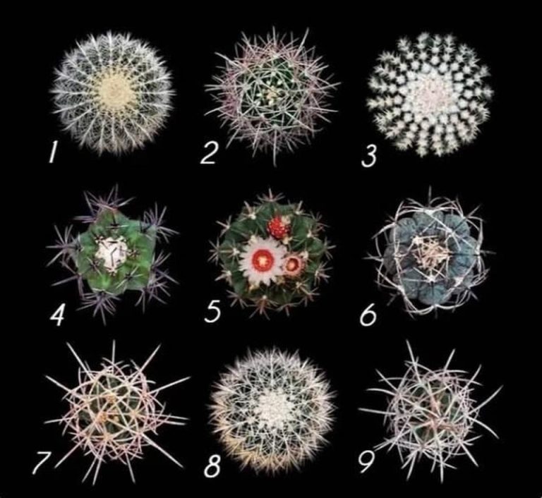Психологический визуальный тест с девятью кактусами — выберите кактус и узнайте, какая тёмная сторона характера проявляется под стрессом