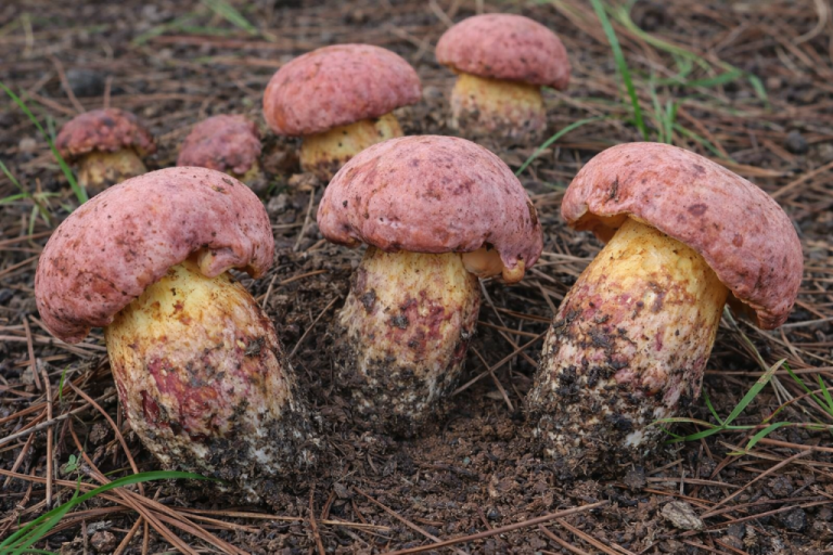 Ученые пытаются разгадать секрет гриба, вызывающего видения маленьких человечков