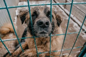 В Латвии уничтожили три тонны узбекского укропа с опасным пестицидом