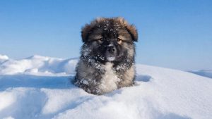 Украинские и латвийские водители смогут менять права без пересдачи экзамена в CSDD
