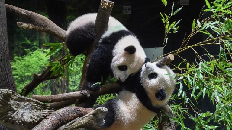 Япония прощается с пандами: символ дружбы уезжает вместе с доверием