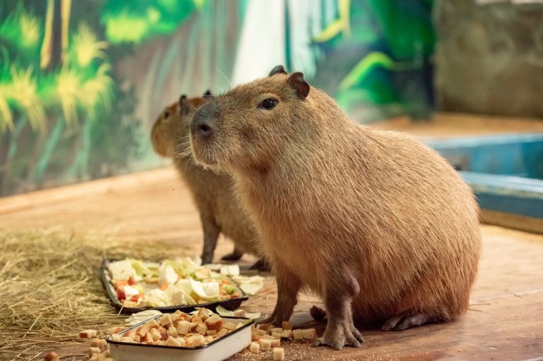 Семья капибар в Рижском зоопарке ищет подходящие имена для пяти своих малышей