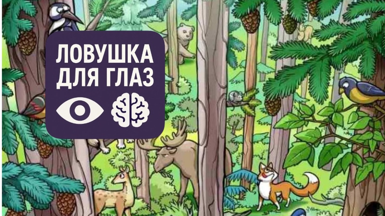 Иллюстрация-головоломка: ворона-почтальон с письмом в лесу, среди животных спряталась белка, которую нужно найти за 21 секунду.