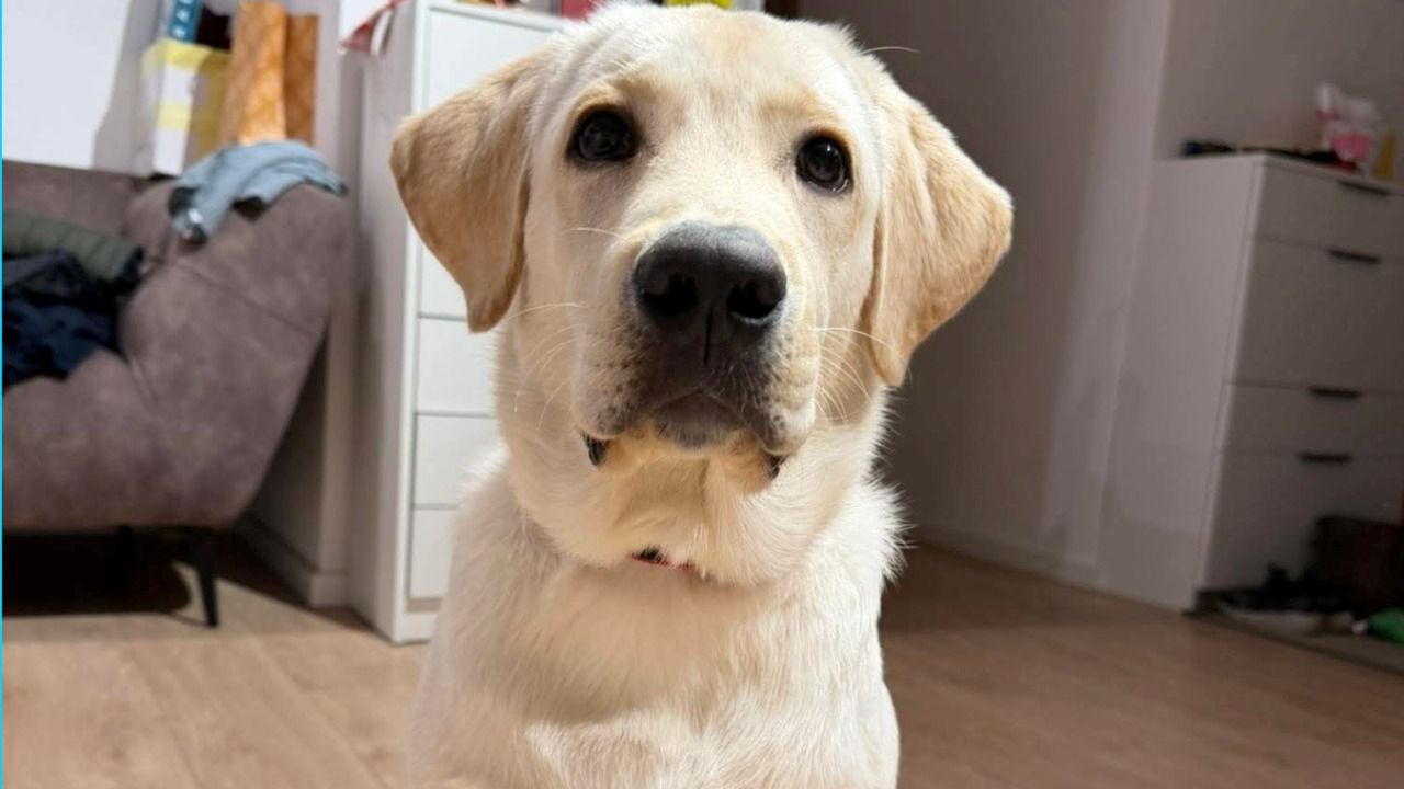 В новогоднюю ночь в Каугури пропал лабрадор. Помогите найти!