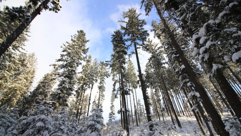 Держитесь! В ближайшие сутки морозы усилятся