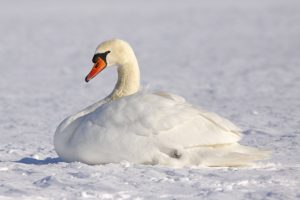Жители Риги смогут погасить долги за тепло без штрафных санкций до 31 мая