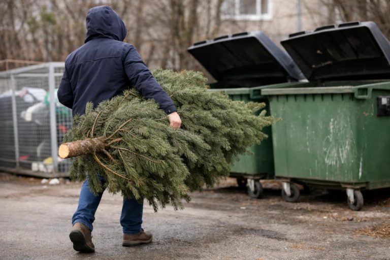 Инструкция для рижан: как бесплатно и правильно вывезти елку в январе