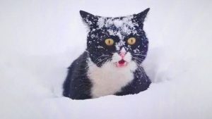 Рига превращается в рассадник крыс: горожане бьют тревогу, власти разводят руками