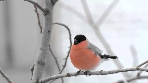 Министр: систему инвалидности в Латвии надо пересмотреть