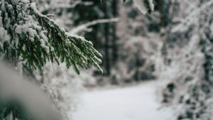 Кто хотел настоящую зиму? В выходные в Латвии ожидаются снегопады, на следующей неделе усилятся морозы