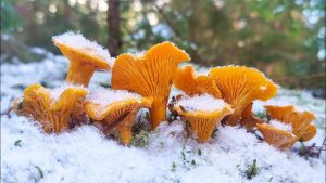 Погода на пятницу: облачно, сильный ветер будет поднимать снег с земли