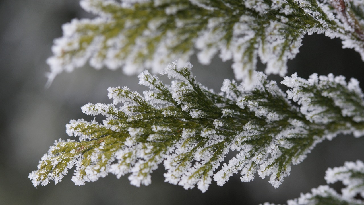 Зимняя ночь в Латвии и предупреждение синоптиков о сильном морозе до -31°C в центральных и восточных районах