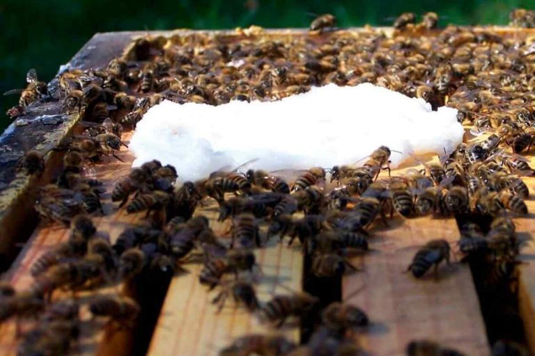 Морозы могут погубить слабые пчелиные семьи в Латвии этой зимой