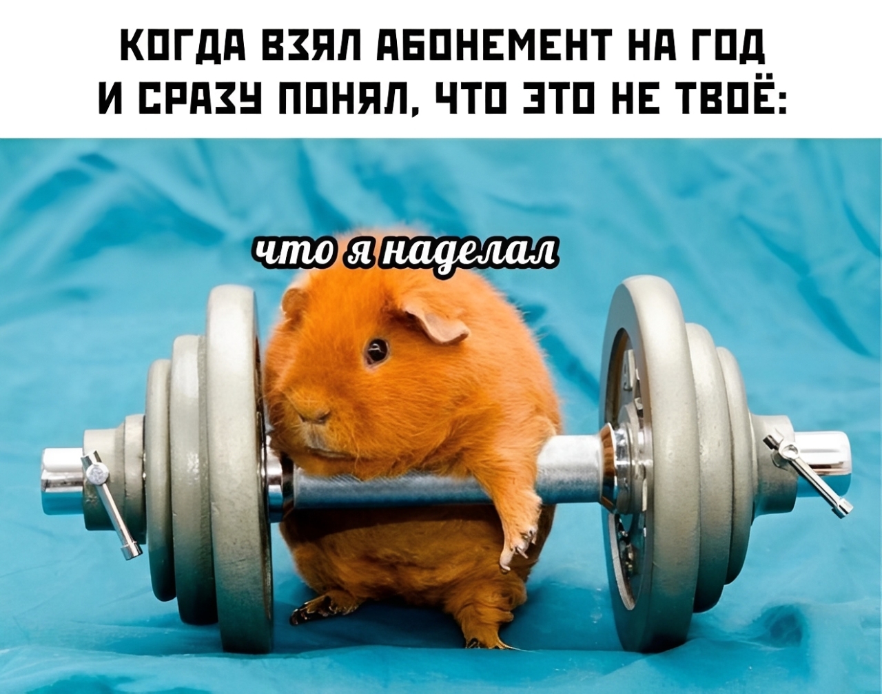 Смешные картинки с надписями и абонемент на год