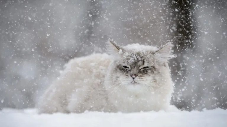 К концу недели Латвию накроет сильная метель