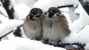 Снег и сильный северный ветер: в субботу в Латвии резко похолодает до -14°C