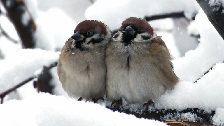 В ночь на воскресенье ожидается сильный мороз, местами - туман