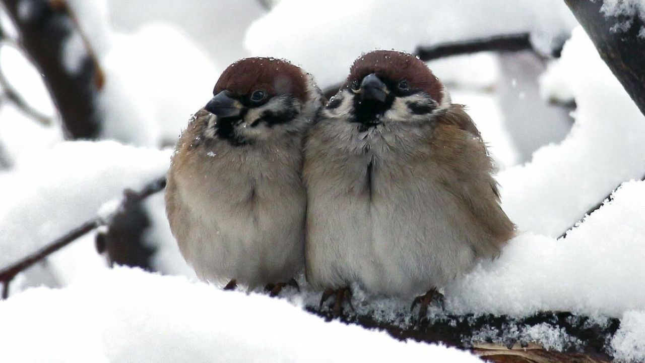 В ночь на воскресенье ожидается сильный мороз, местами - туман